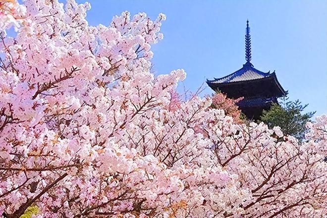 日本柔道奥运会冠军女_日本奥运会柔道_日本奥运会女子柔道冠军
